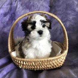 Havanese Puppies from Selah Havanese