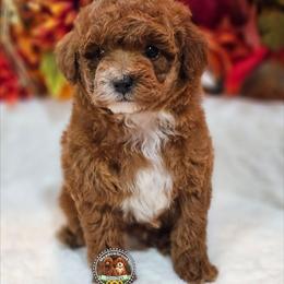 Clear akc boy - Red  male Poodle puppy in Salem, Missouri from Meadowbrook Poodles
