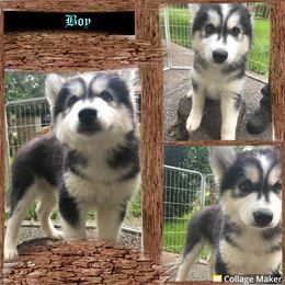 Siberian Husky Puppies from Blue Moon Siberian Husky Haven