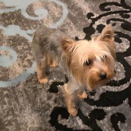 Atlas - Yorkshire Terrier