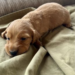 Juniper - Red female Dachshund puppy in Brave, Pennsylvania from Woodland Edge Cattery & Kennel