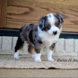 Bmf 2 - Blue merle female Toy Australian Shepherd puppy in Russellville, Arkansas from Rockin H Aussies