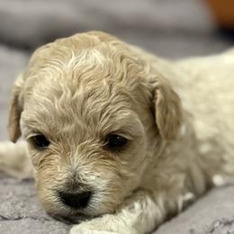 Maltipoos from Marina