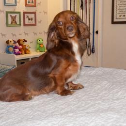 Ginger - Dachshund