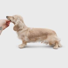 Lily - Dachshund