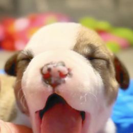 American Staffordshire Terriers from Intermountain American Staffordshire Terriers