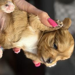 Charlie - Merle male Morkie puppy in Winston Salem, North Carolina from Patty’s Paws