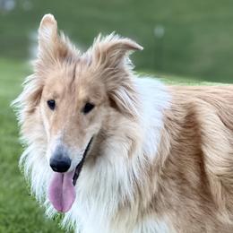 Collies from Rustic ridge collies