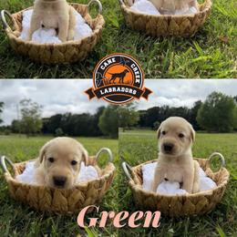 Green - Yellow male Labrador Retriever puppy in Dickson, Tennessee from Cane Creek Labradors