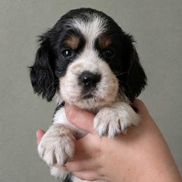 Coyote - Black white and tan male English Springer Spaniel puppy in Fort White, Florida from Thunderbird Springers