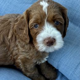 Sienna - Red female Australian Labradoodle puppy in Roseville, California from Darby Park Doodles