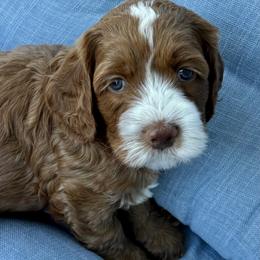 Sienna - Red female Australian Labradoodle puppy in Roseville, California from Darby Park Doodles