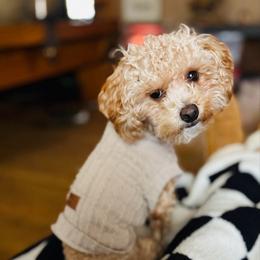 Willow - Maltipoo