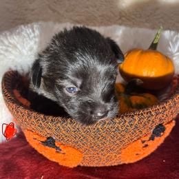 Red Collar Boy - Blue brindle male Glen of Imaal Terrier puppy in Homestead, Pennsylvania from Galore Glens