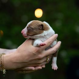 Altair - Red male Border Collie puppy in Austin, Texas from Border Collie dei Fanelli