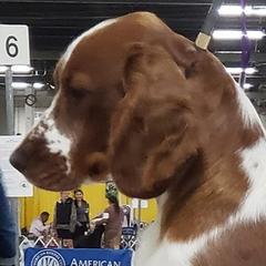 Cali - Welsh Springer Spaniel