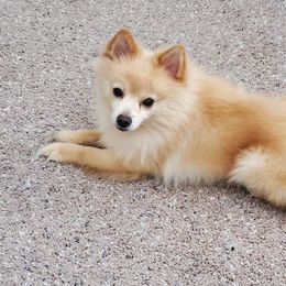 Booboo - Pomeranian