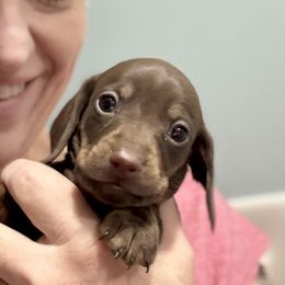 Bindie - Brindle Dachshund puppy in Park City, Montana from One Pickle Dog