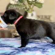 Teuic - Black Xoloitzcuintli puppy in Victorville, California from Elegancia Vintage Xoloitzcuintle