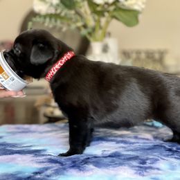 Teuic - Black Xoloitzcuintli puppy in Victorville, California from Elegancia Vintage Xoloitzcuintle