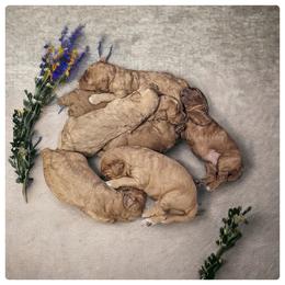 Goldendoodle Puppies from Michigan Doodles