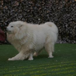Alaysha - Siberian Husky