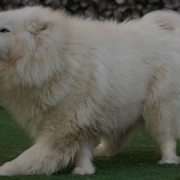 Alaysha - Siberian Husky