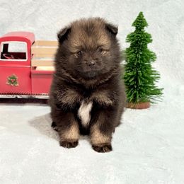 Wolf sable and tan ACA male - Black and tan parti male Pomeranian puppy in Princeton, New Jersey from PureLove Poms.