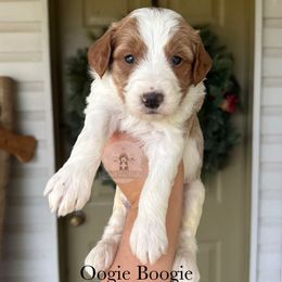 Oogie Boogie - Parti male Goldendoodle puppy in Comanche, Texas from Central Texas Doodles, LLC.