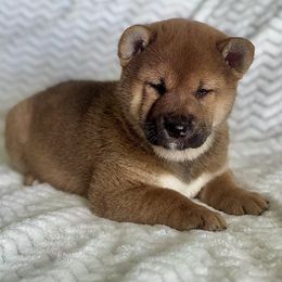 Turbo - Red male Shiba Inu puppy in Trenton, Nebraska from Prairie Shibas