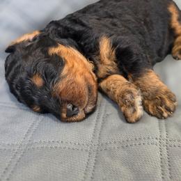 Dexter - Phantom male Bernedoodle puppy in Malden, Illinois from Doting Doodles
