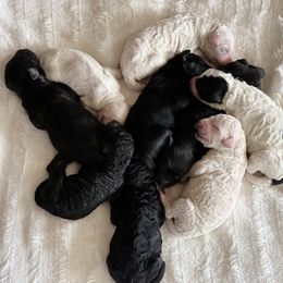 Goldendoodle Puppies from Rolling Acres Doodles and Poodles