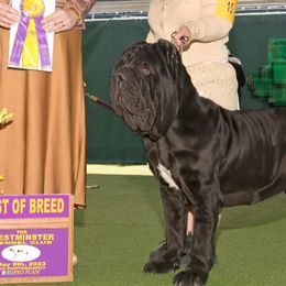 Neapolitan Mastiffs and Saint Bernards from Sapphire