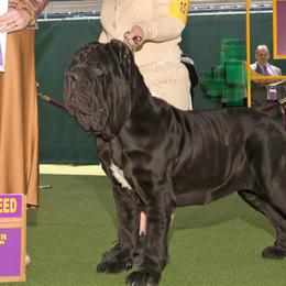 Neapolitan Mastiffs and Saint Bernards from Sapphire