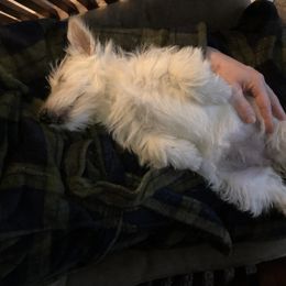 Scottish Terrier Puppies from Carnes Croft Scotties