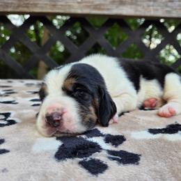 Yukon - Black white and brown male Basset Hound puppy in Denison, Texas from Emma Lou's Baby Bassets