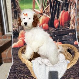 Cavapoo and Poodle Puppies from Danielle Perkins's Pups