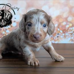 Twix - Dapple male Dachshund puppy in Fultonville, New York from Sandy Aussies & Pomeranians