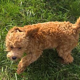 Brooklyn - Red female Cockapoo puppy in Lebanon, Kentucky from Mosaic Merle Doodles