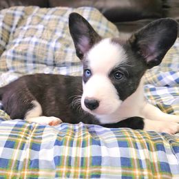 Arctic - Brindle and white male Cardigan Welsh Corgi puppy in Myton, Utah from Cardigan Corgi Cuties 💓