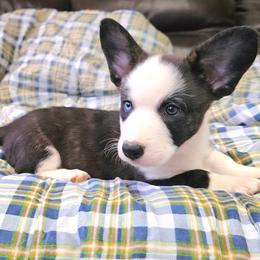 Arctic - Brindle and white male Cardigan Welsh Corgi puppy in Myton, Utah from Cardigan Corgi Cuties 💓