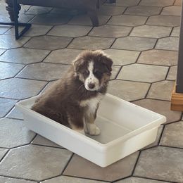 Australian Shepherd Puppies from Big Sky Aussies