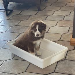 Australian Shepherd Puppies from Big Sky Aussies