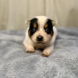 Ironhide - Blue male Australian Cattle Dog puppy in Rosharon, Texas from 4Surge Cattle Dogs