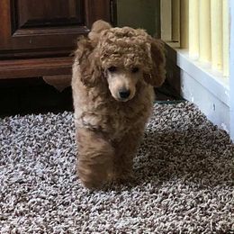 Poodle Puppies from Lisa Calderon