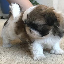 Shih Tzu Puppies from Willow Lane Shih Tzus