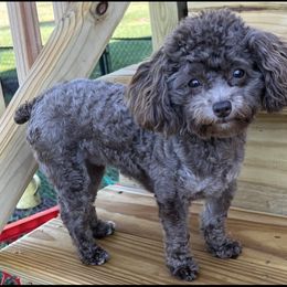 Girl 5 - Chocolate Goldendoodle puppy in Lexington, North Carolina from Sages Doodles and Poodles of NC