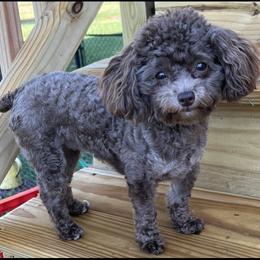 Girl 5 - Chocolate Goldendoodle puppy in Lexington, North Carolina from Sages Doodles and Poodles of NC