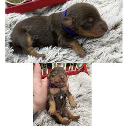 Purple - Chocolate and tan female Dachshund puppy in Brandon, Mississippi from A & N Kennels