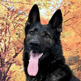 Blitz - German Shepherd